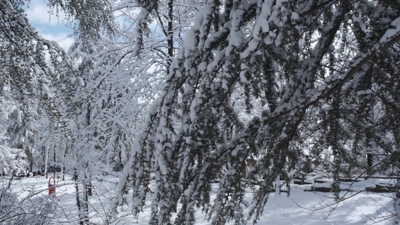 下雪天，树枝结了冰视频素材