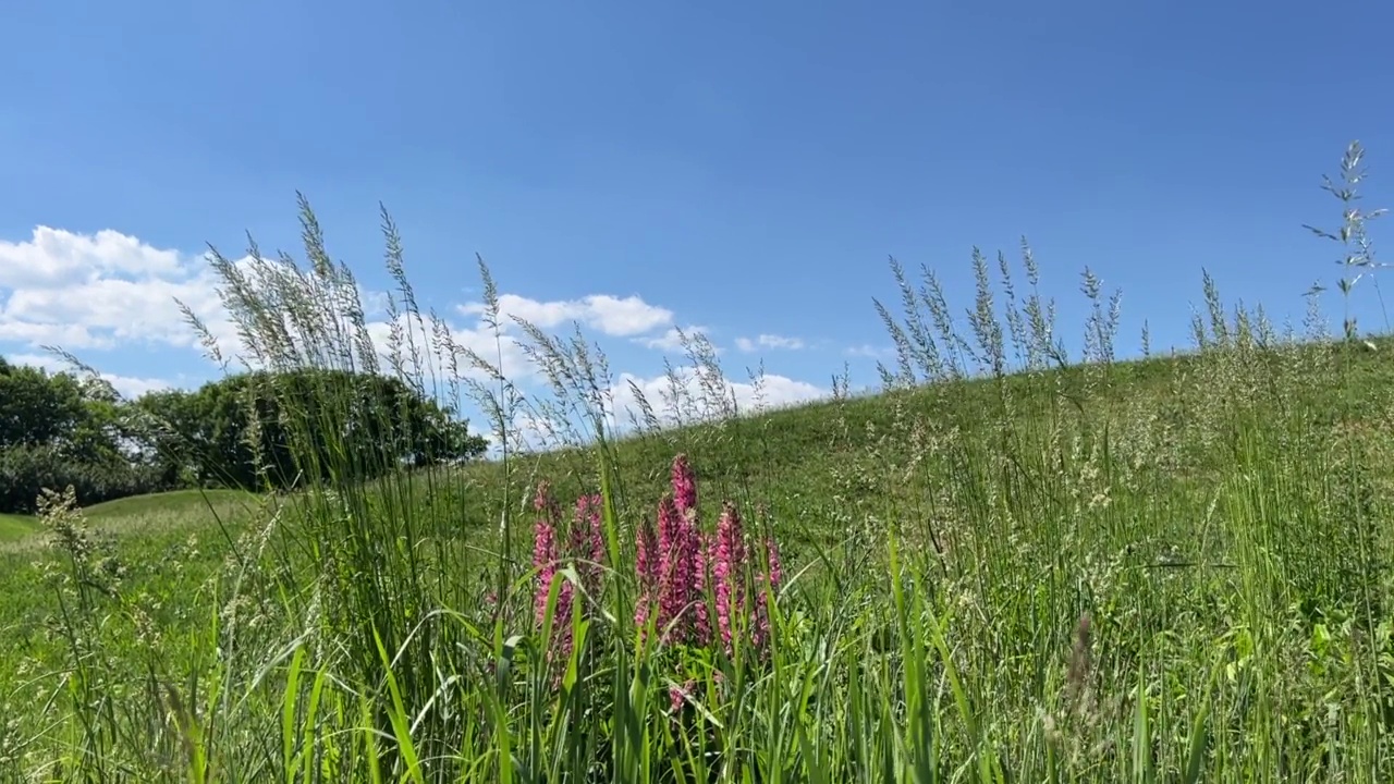 风景优美的自然，粉红色的野花，羽扇花和新鲜的绿草在晴朗的夏天的蓝天下。夏季田园景观。视频素材