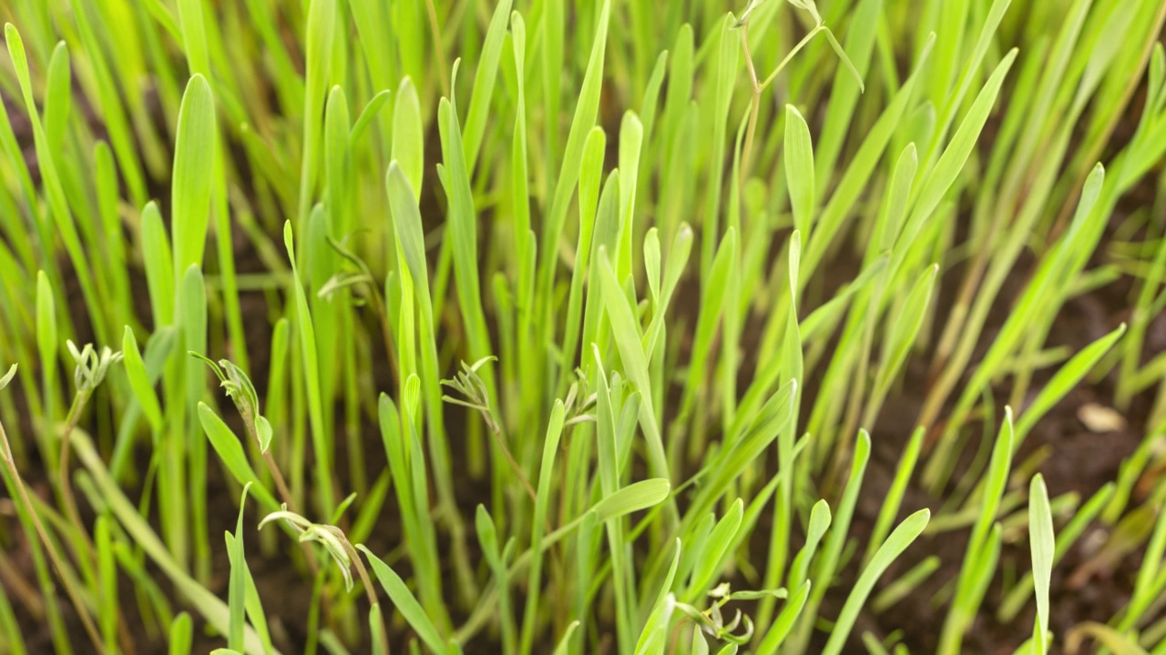 定时种植谷物草视频素材