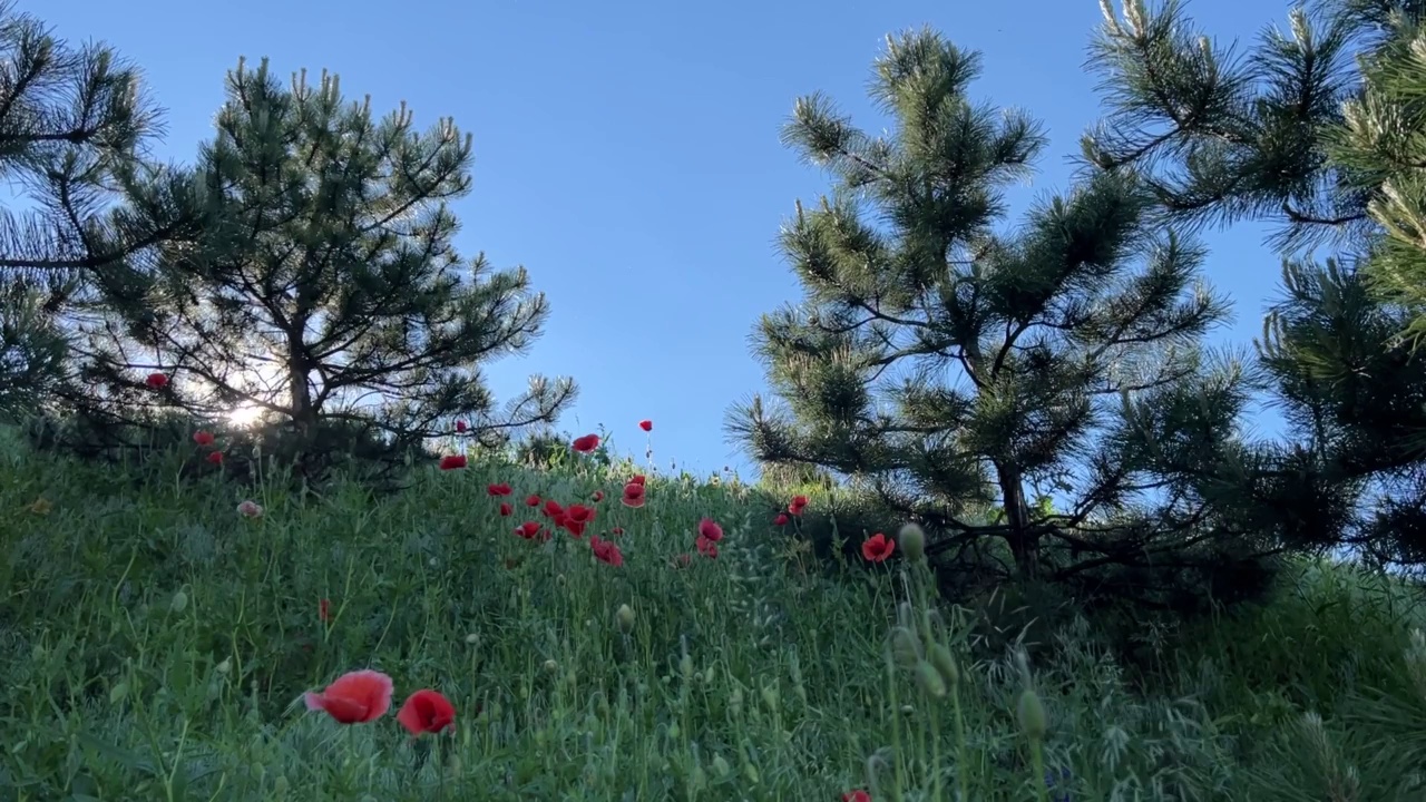 美丽的夏日自然绿草和红色的罂粟花映衬着晴朗的蓝天。视频素材