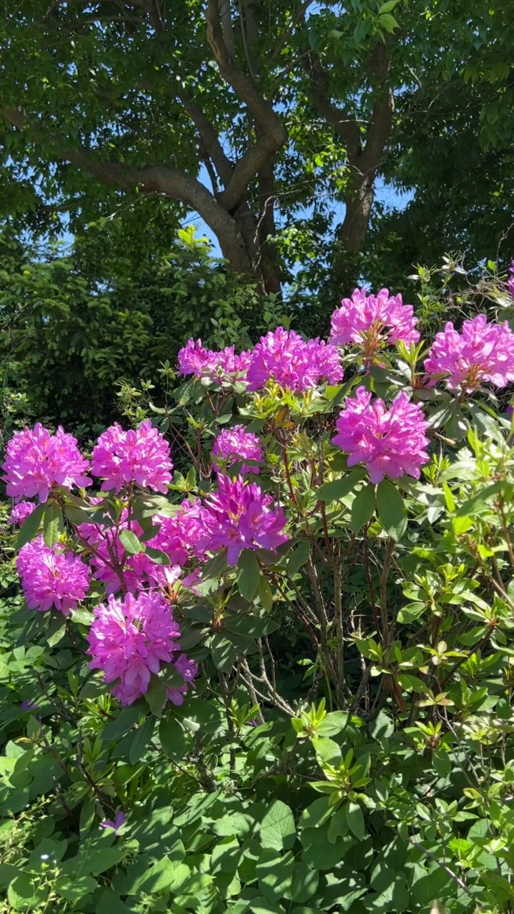 公园里美丽的粉红紫色的杜鹃花。视频素材