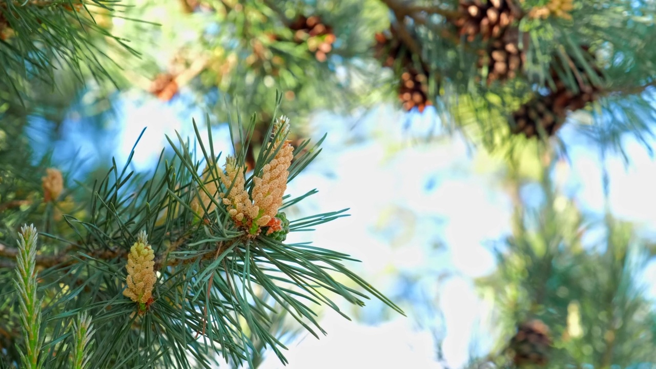 春季的银松(Pinus Silveris)松树雄花和球果视频素材