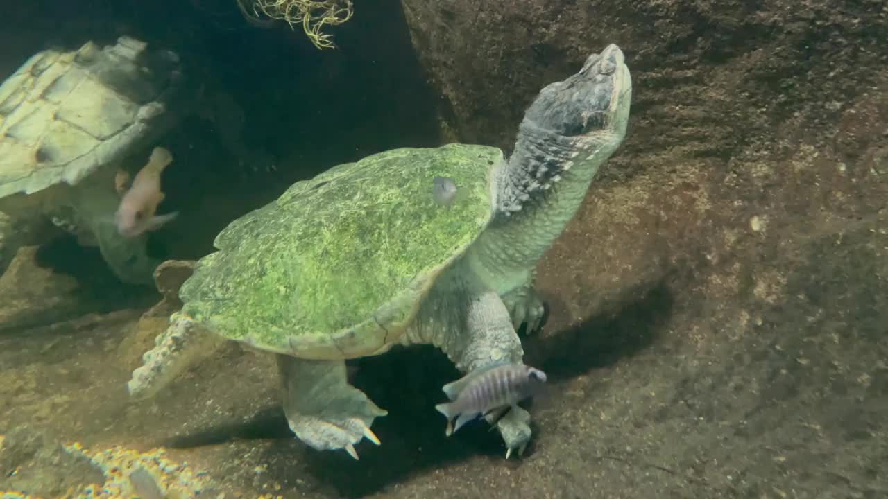 在水族馆里休息的海龟视频素材