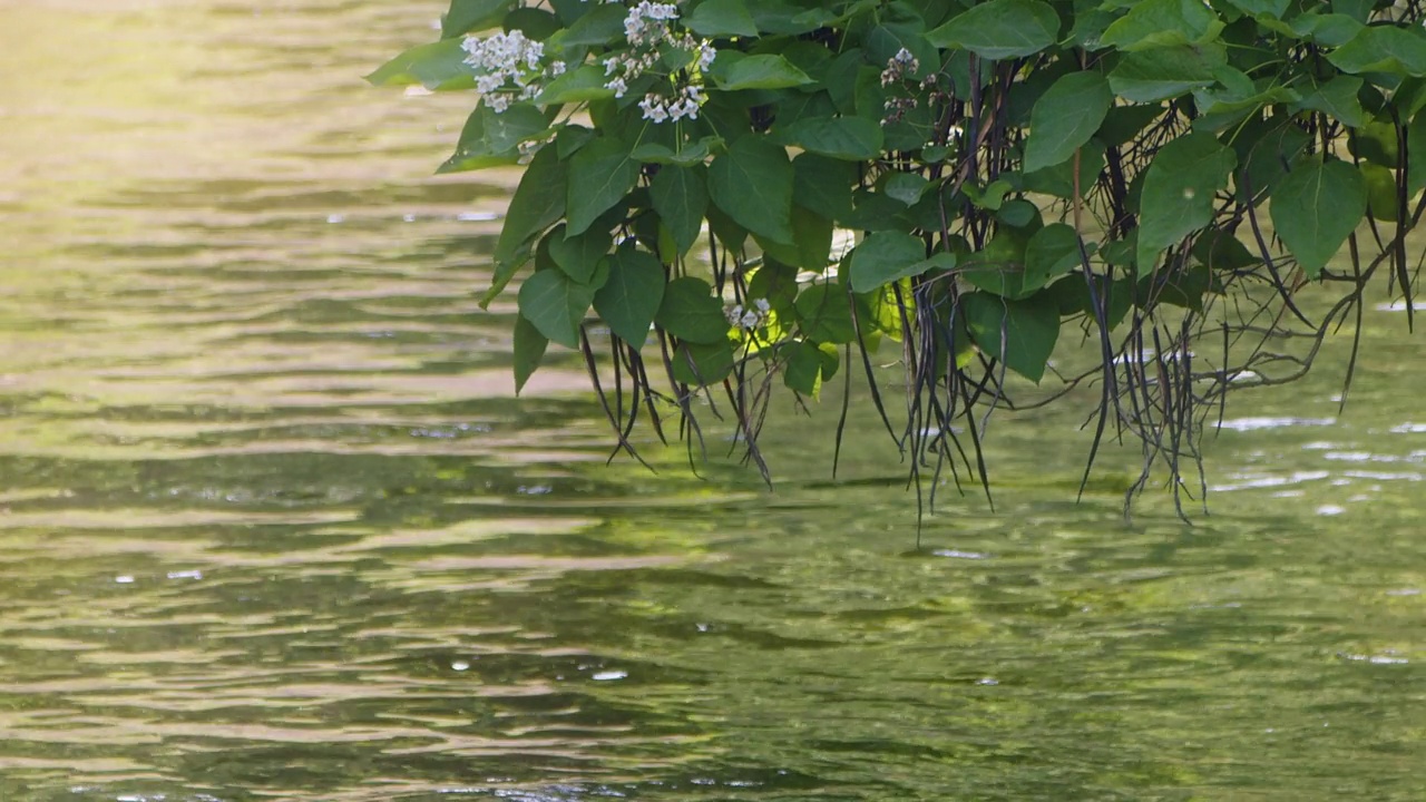 河流与绿色自然植物视频素材