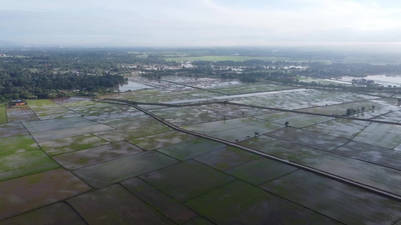 鸟瞰图浇水栽培季节视频素材