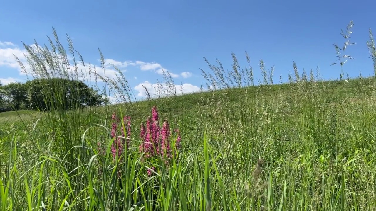 美丽的草地，粉红色的野花，羽扇花和新鲜的绿草在晴朗的夏天的蓝天下。夏季田园自然。视频素材