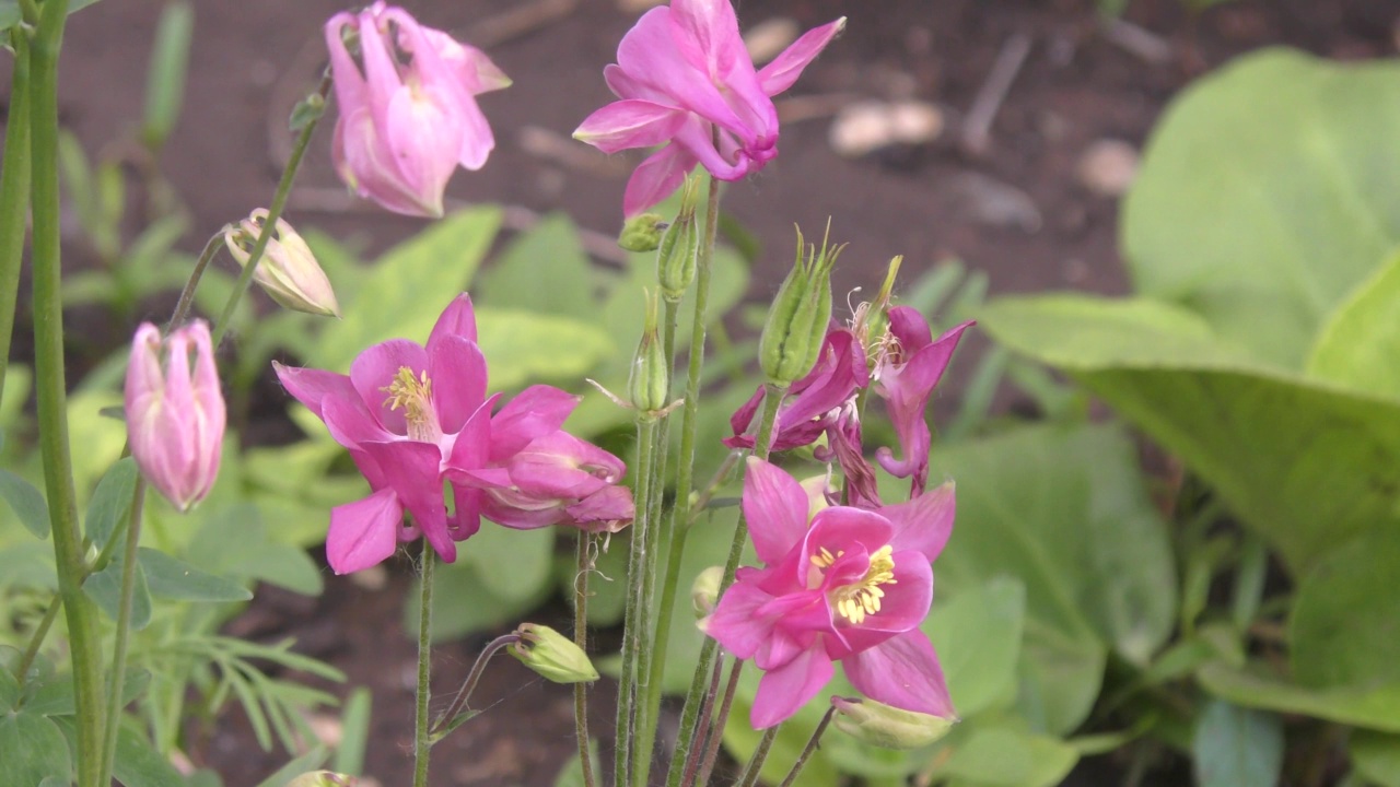 花Aquilegia vulgaris(拉丁文Aquilegia vulgaris)或Catchment (Columbine，祖母的帽子)视频素材