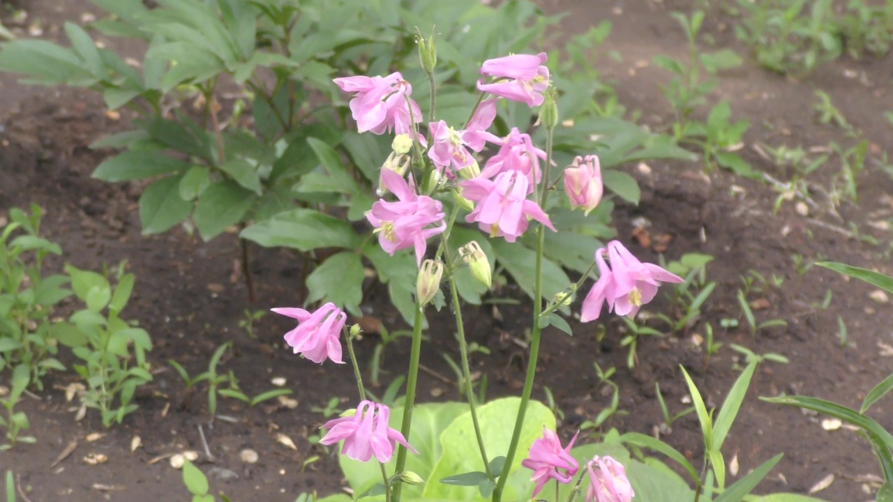 花Aquilegia vulgaris(拉丁文Aquilegia vulgaris)或Catchment (Columbine，祖母的帽子)视频素材