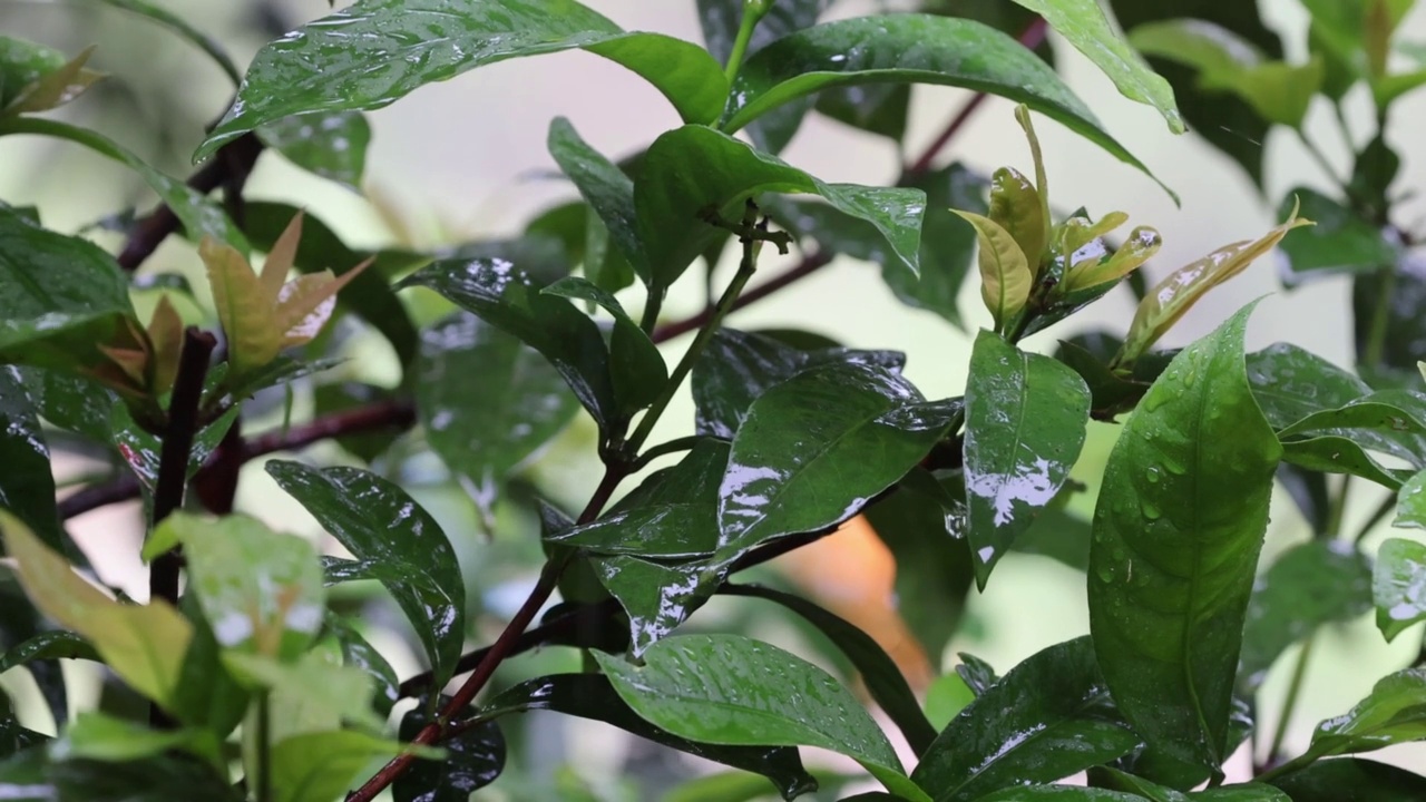 绿叶上的雨滴(慢动作)视频素材