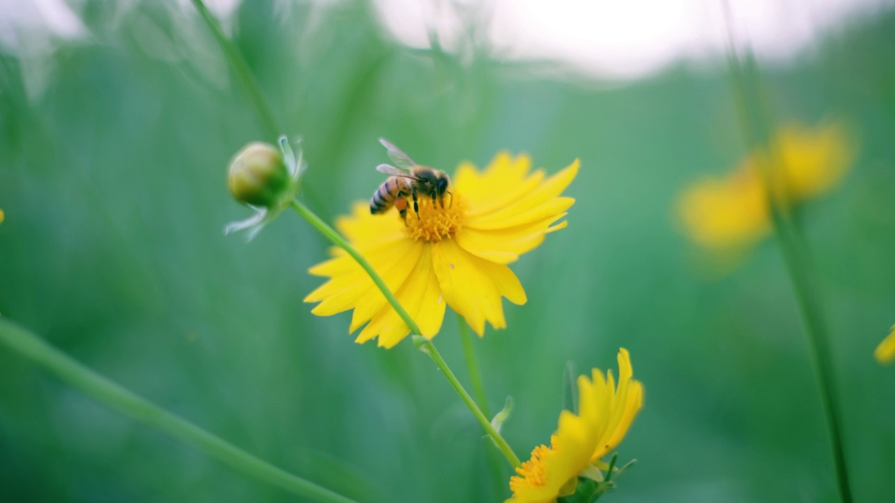 蜜蜂正在黄花上采蜜视频素材