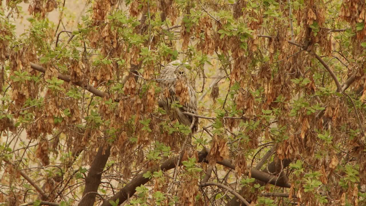 一只野猫头鹰在长着春天嫩叶的树枝上把头转向不同的方向视频素材