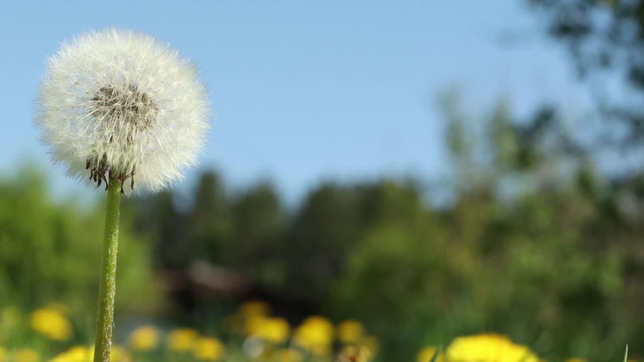 松软的蒲公英在一片黄色的蒲公英的背景下，森林和明亮的蓝天，早熟的概念视频素材