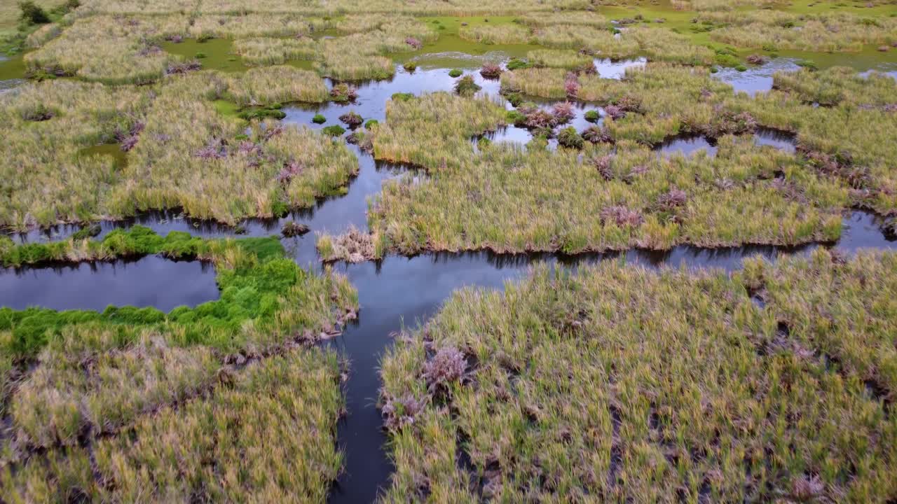 鸟瞰沼泽湿地植物视频素材