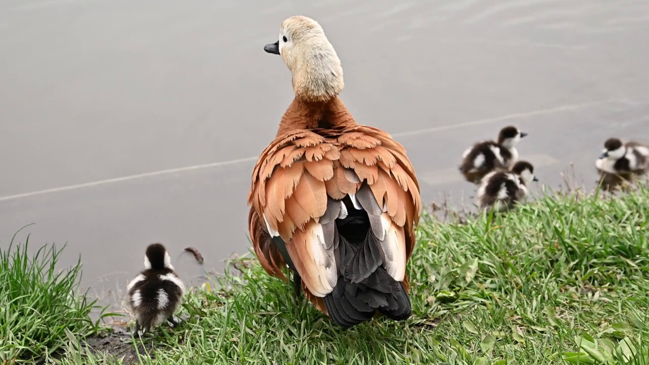 红色的shelduck (Tadorna ferruginea duck)与小鸭在池塘游泳，近景视频素材