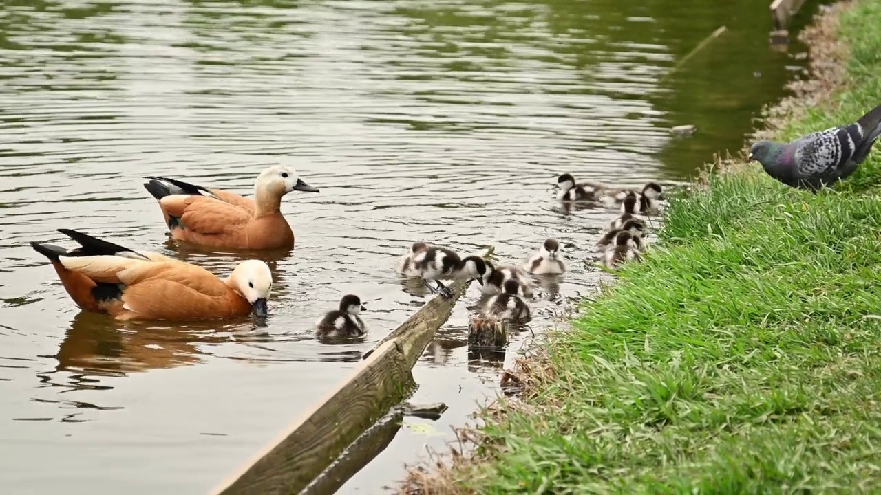 红色的shelduck (Tadorna ferruginea duck)与小鸭在池塘游泳，近景视频素材