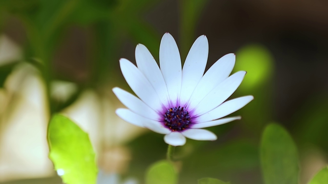 非洲雏菊花非洲菊视频素材