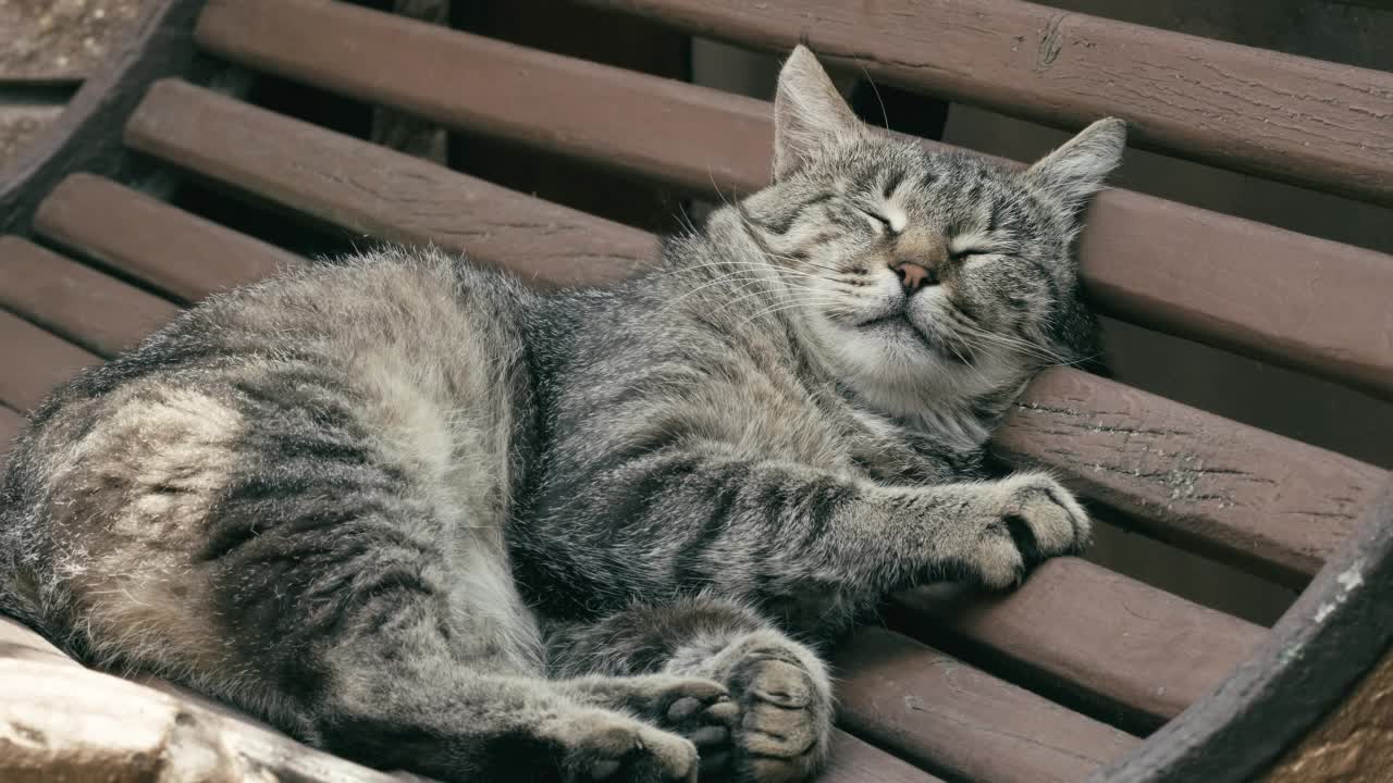 流浪猫睡在长椅上。疲倦的条纹猫在街上的长凳上休息。大条纹无家可归的猫躺在户外睡觉放松的肖像特写视频素材