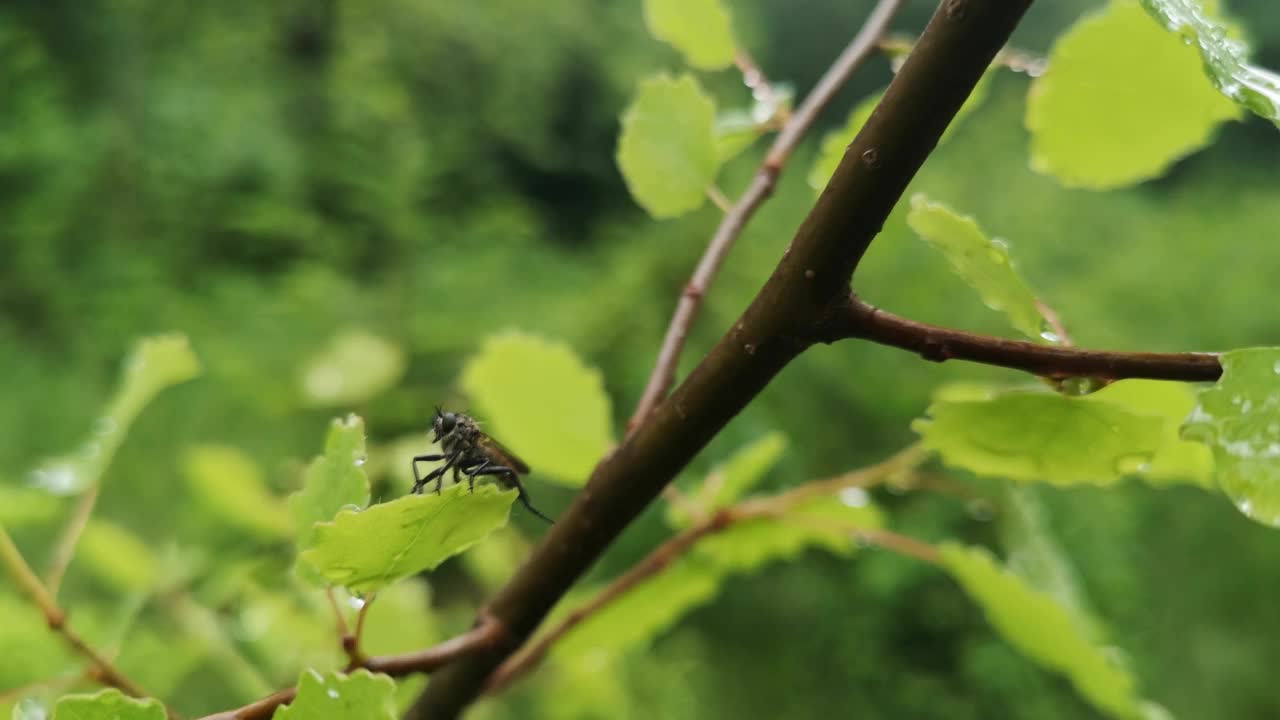 牛虻坐在一片潮湿的叶子上视频素材