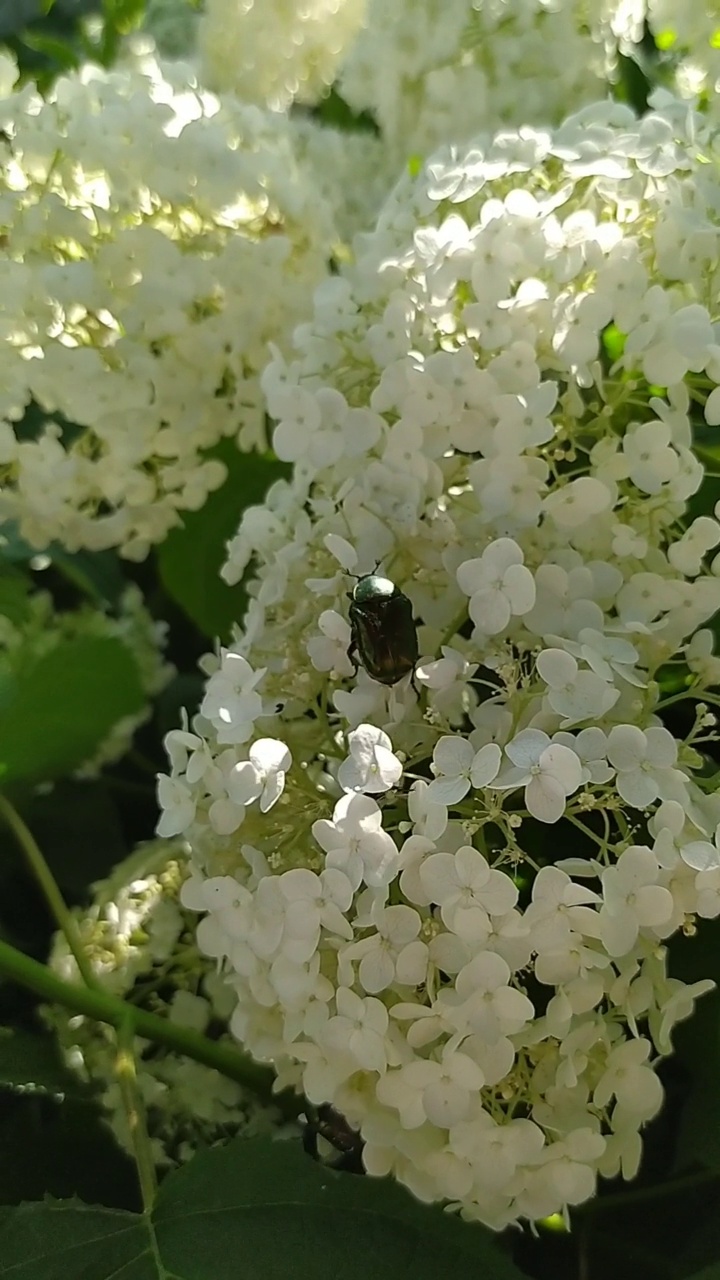 银色鲸豚虫在白花上视频素材