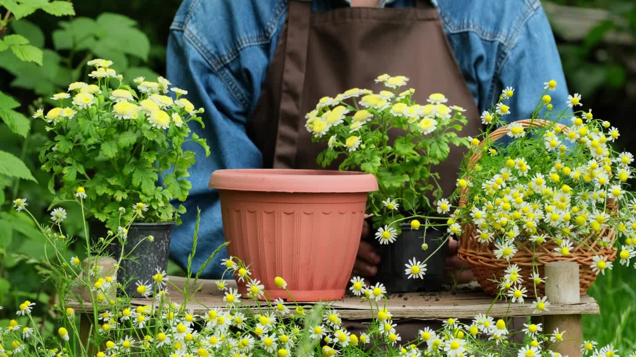 在花园里种花。家庭园艺。园丁女人种植美丽的菊花和甘菊花。准备要栽进花盆的植物，用手放土，户外慢动作视频素材