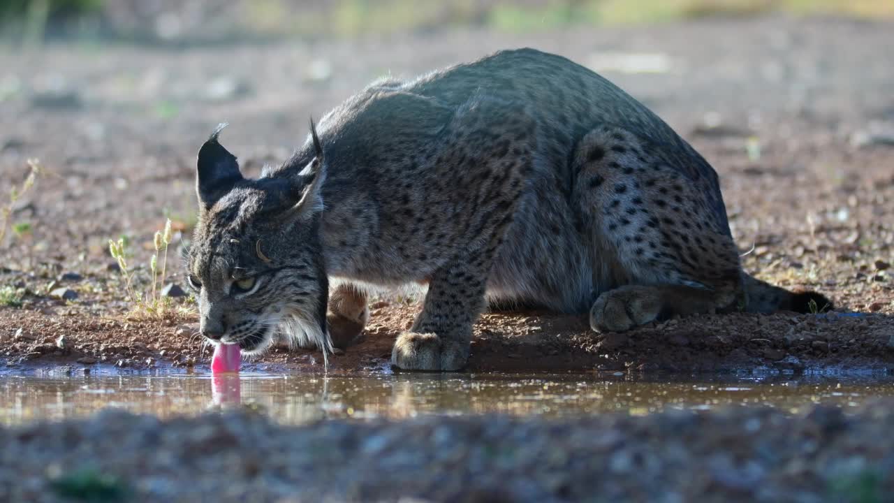 伊比利亚猞猁，猞猁，在池塘里喝水视频素材