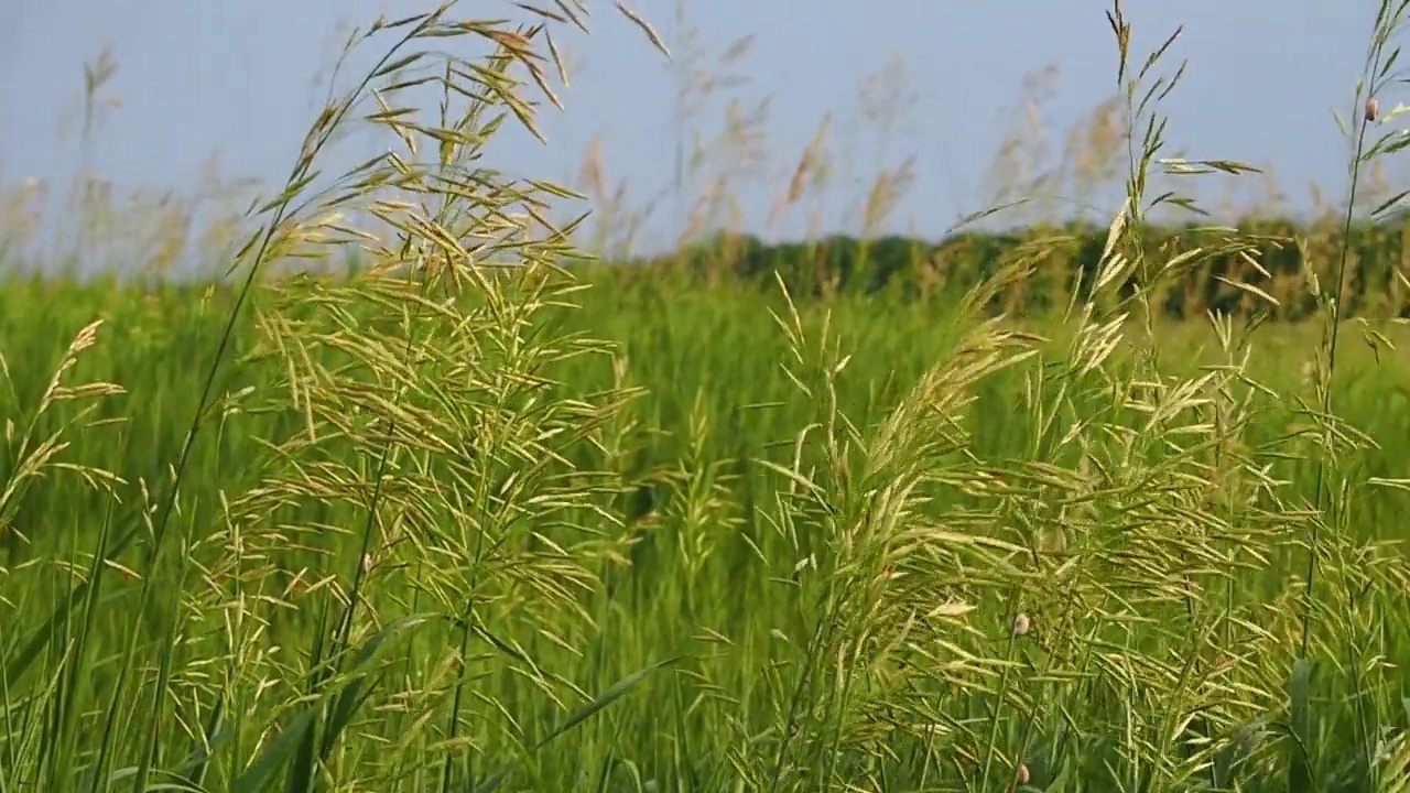 野草在风中摇曳视频素材