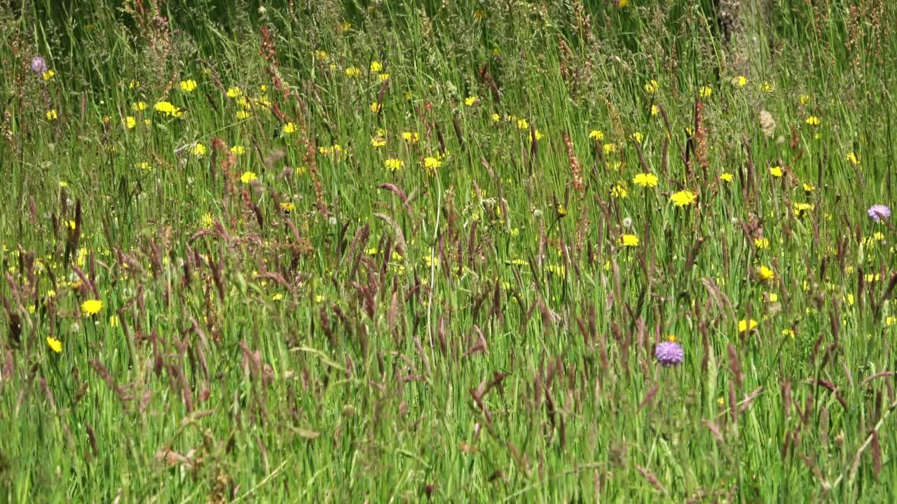 在春天的野花草地上的高草的观点。视频素材