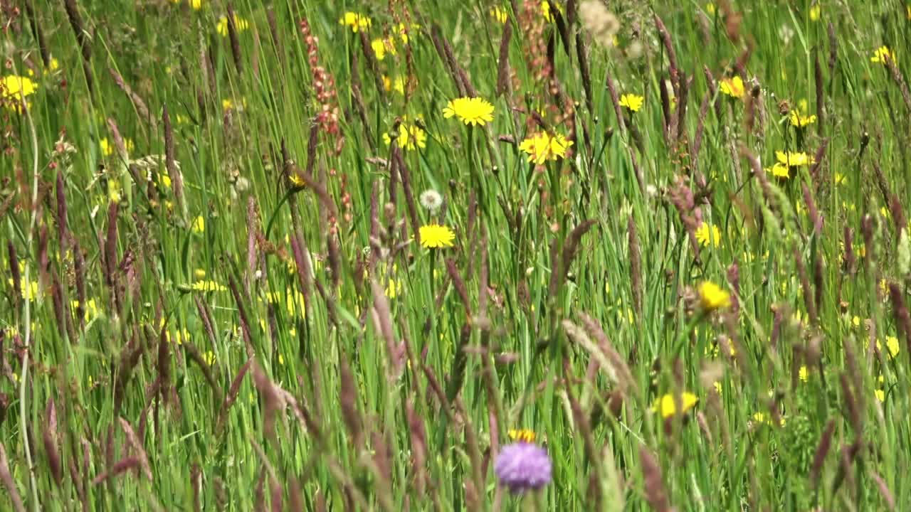 在春天的野花草地上的高草的观点。视频素材