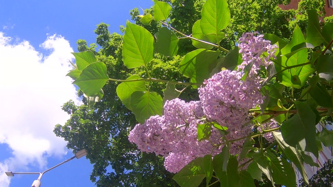 淡紫色的花视频素材