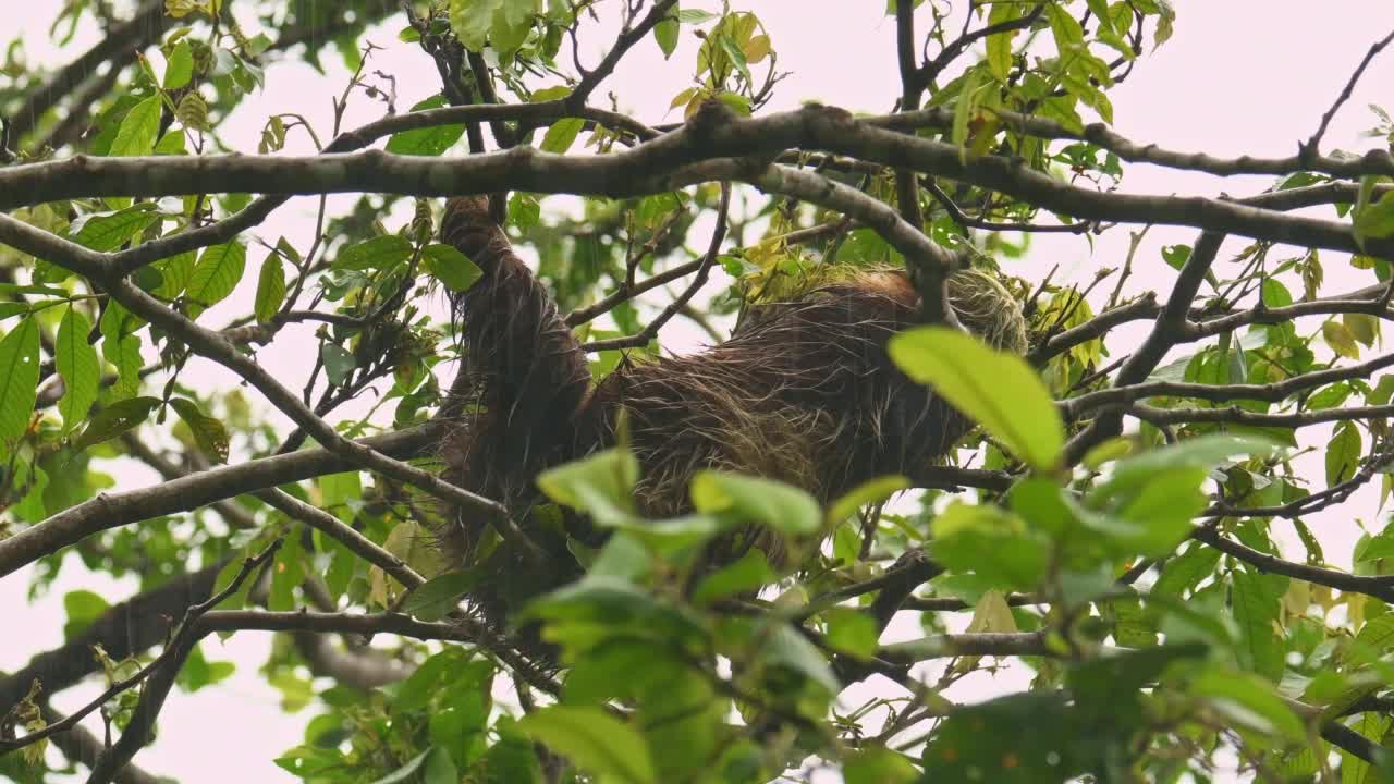 Hoffmanns二趾树懒(Choloepus hoffmanni)亦为北方二趾树懒，来自中南美洲，独居，多为夜行及树栖动物，成熟及次生雨林，多雨视频素材