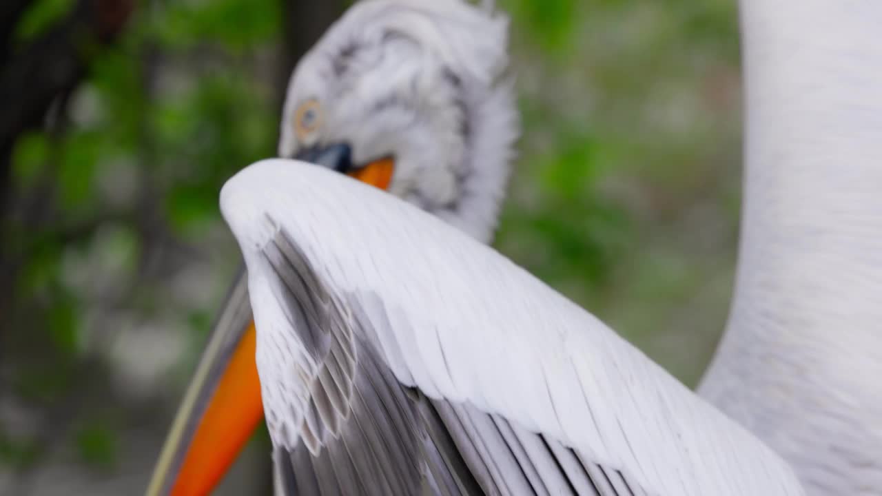 卷鹈鹕(Pelecanus crispus)是鹈鹕科的一种鸟。卷毛鹈鹕被列入世界自然保护联盟红色名单，处于易危状态。4K慢动作120帧，ProRes 422, 10位视频视频素材