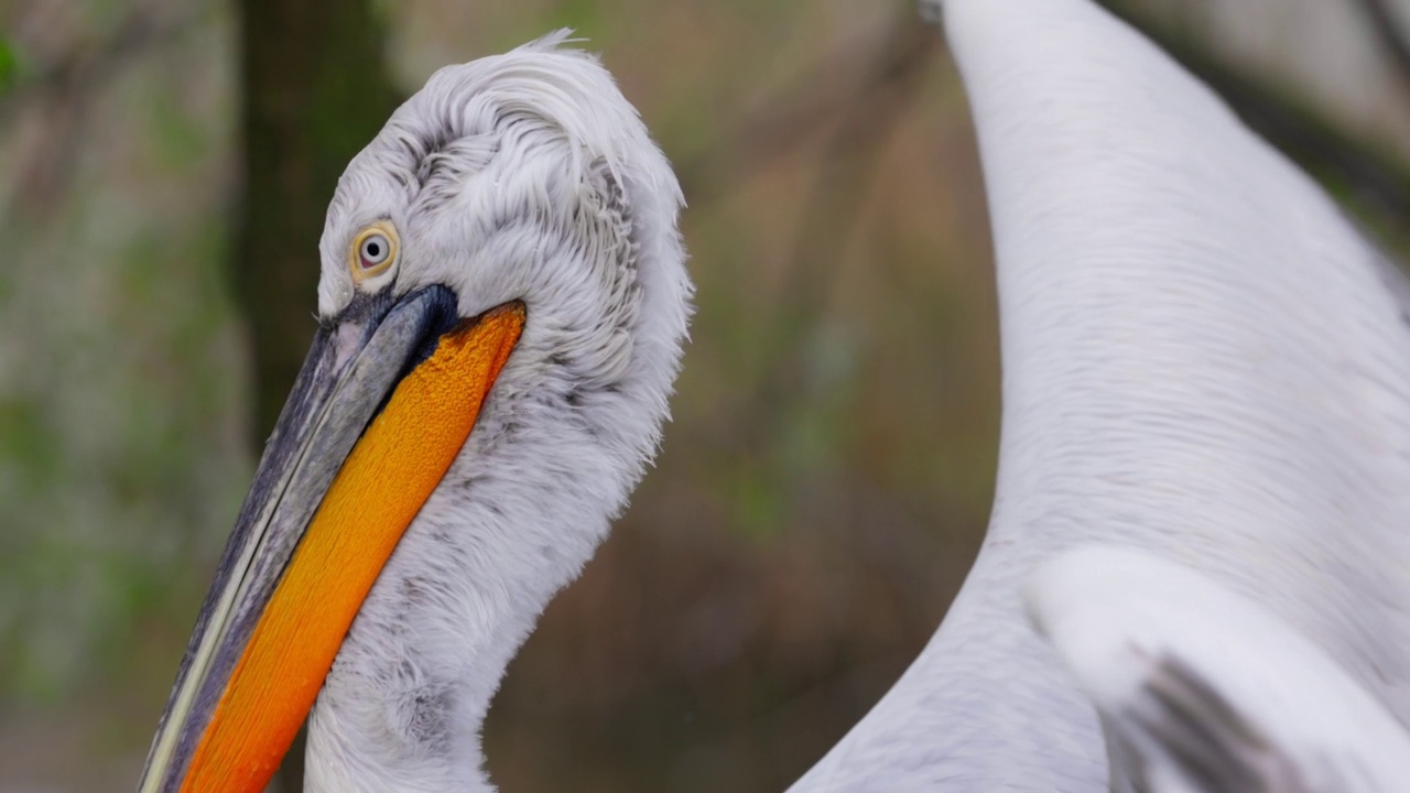 卷鹈鹕(Pelecanus crispus)是鹈鹕科的一种鸟。卷毛鹈鹕被列入世界自然保护联盟红色名单，处于易危状态。4K慢动作120帧，ProRes 422, 10位视频视频素材