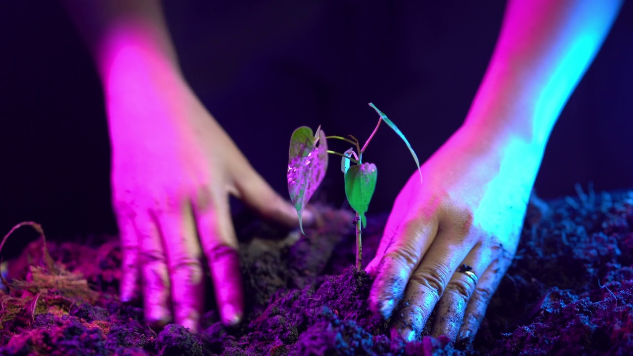 女人手握植物，幼小栽培。农业、园艺或生态概念。视频素材