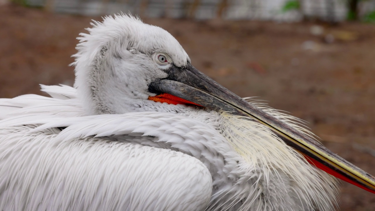 卷鹈鹕(Pelecanus crispus)是鹈鹕科的一种鸟。卷毛鹈鹕被列入世界自然保护联盟红色名单，处于易危状态。4K慢动作120帧，ProRes 422, 10位视频视频素材