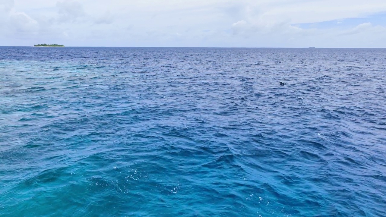 海豚群在海洋中游泳的鸟瞰图视频素材