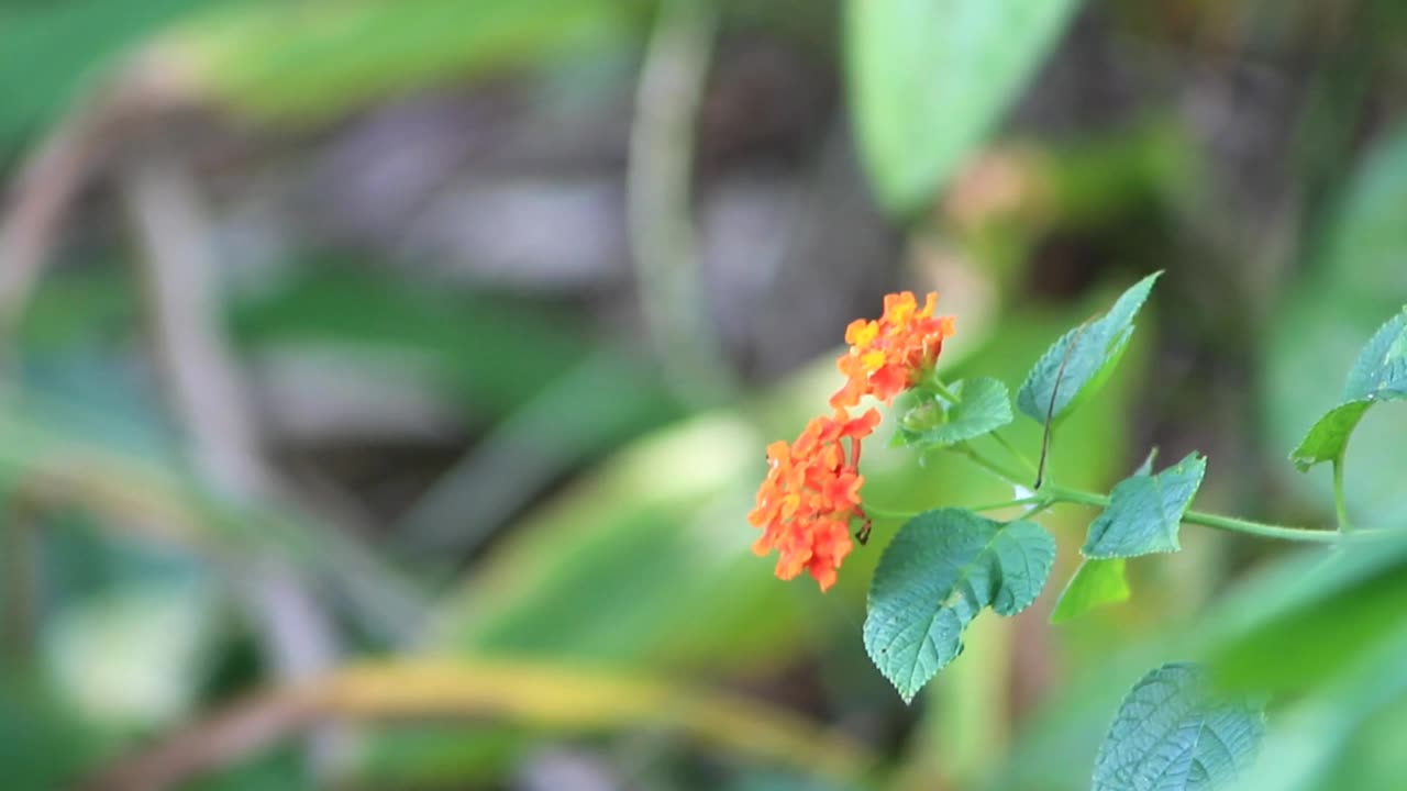 孔雀花的视频镜头，或者你可以把它们叫做凯撒皮尼亚花，背景模糊视频素材