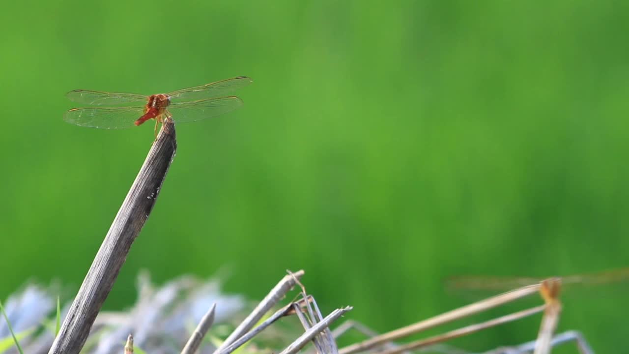 蜻蜓昆虫活动的视频停在一根稻草上，背景是一片绿色的稻田视频素材