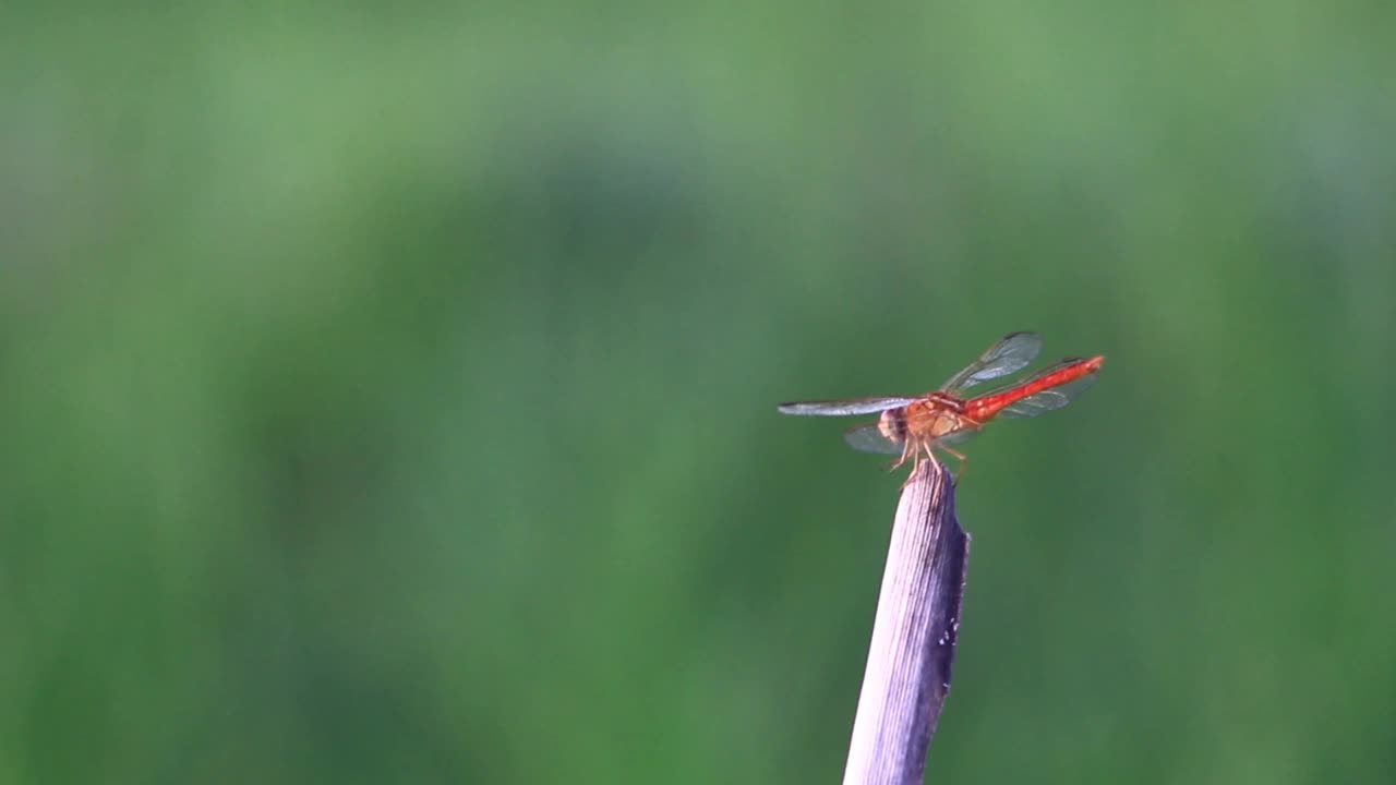 蜻蜓昆虫活动的视频停在一根稻草上，背景是一片绿色的稻田视频素材