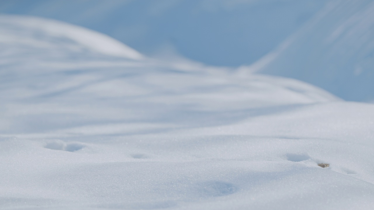 美丽的阳光雪景冬天。视频素材