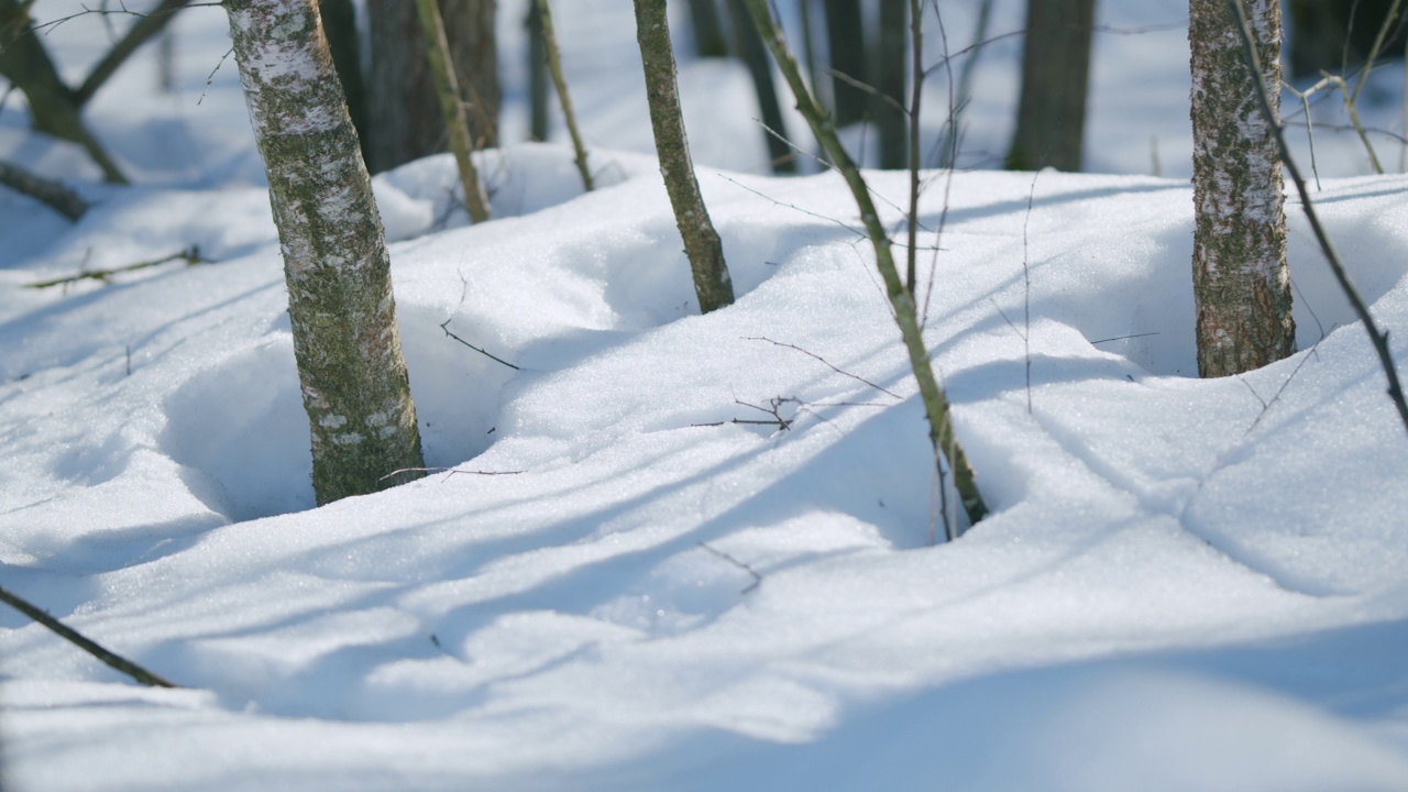 在早春的森林里，雪在春天娇嫩的阳光下闪闪发光。平底锅。视频素材