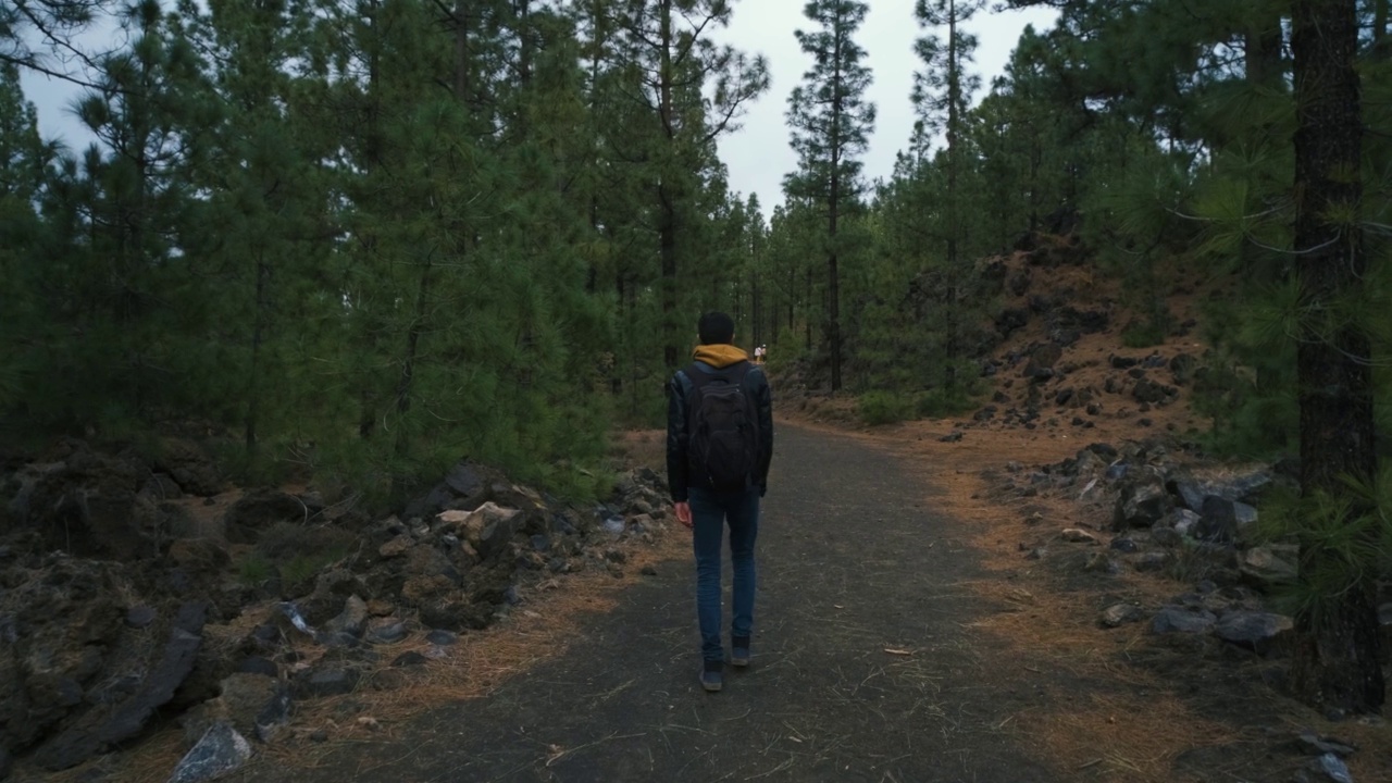 一名旅行者走在特内里费岛泰德火山国家公园Chinyero火山顶部的松林中视频素材