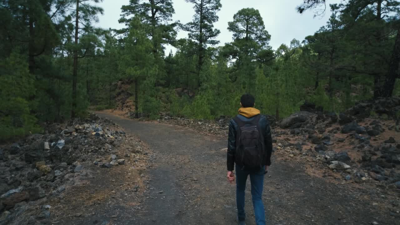 一名旅行者走在特内里费岛泰德火山国家公园Chinyero火山顶部的松林中视频素材