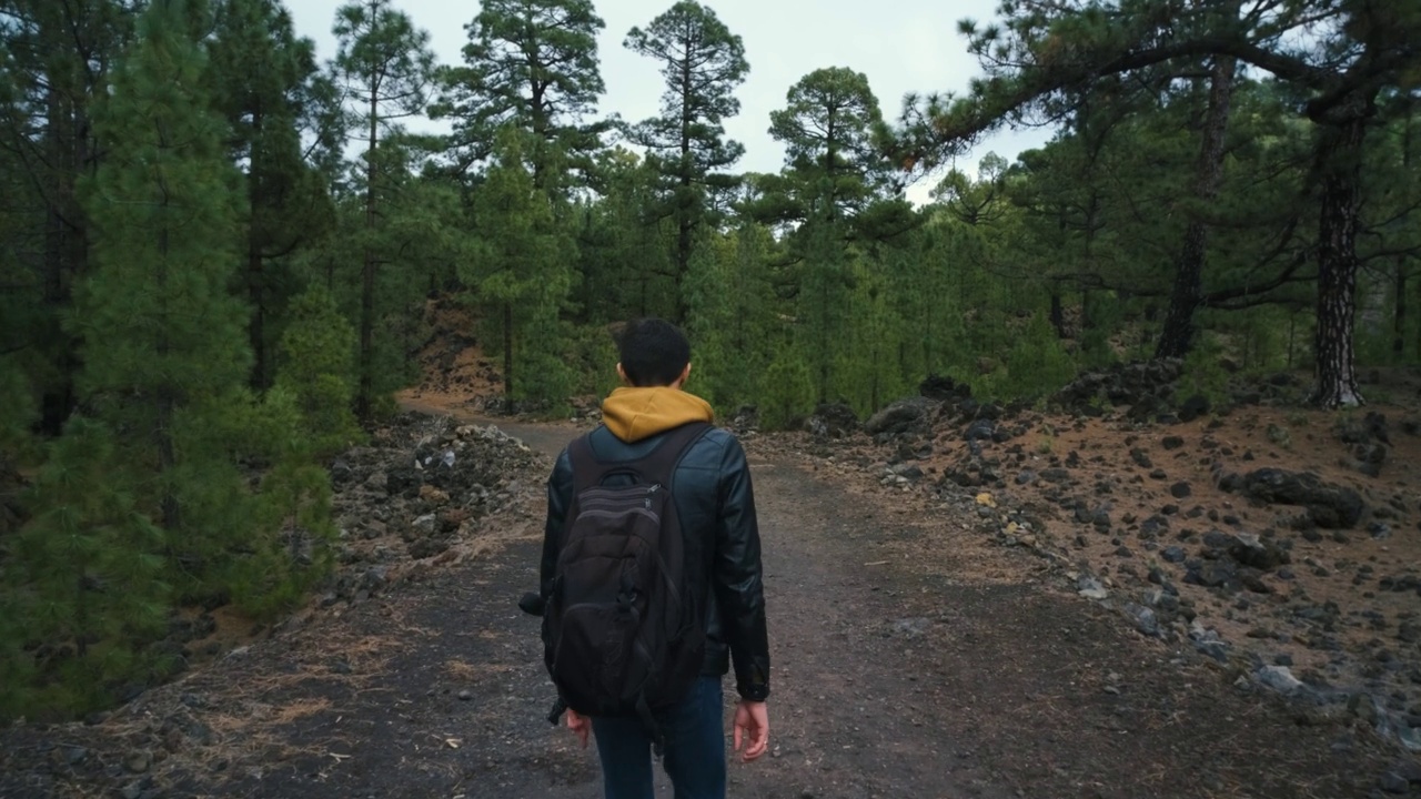 一名旅行者走在特内里费岛泰德火山国家公园Chinyero火山顶部的松林中视频素材