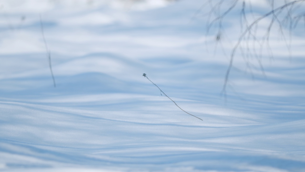 白雪皑皑的地面上，阳光透过树木照射进来。平底锅。视频素材