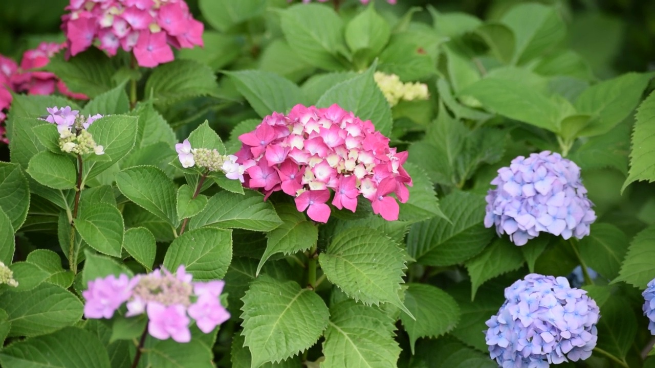 花园里的绣球花视频素材