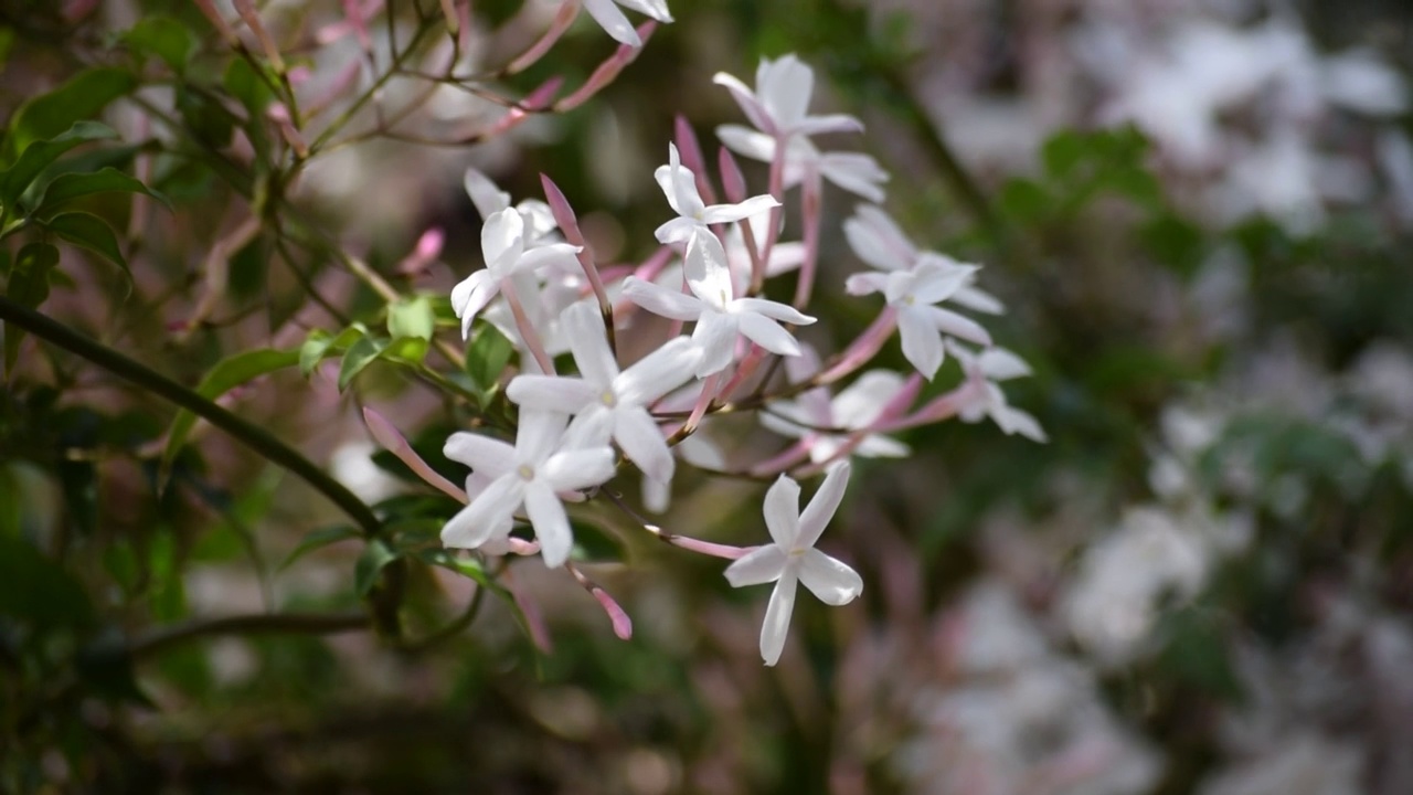 花园里的茉莉花视频素材