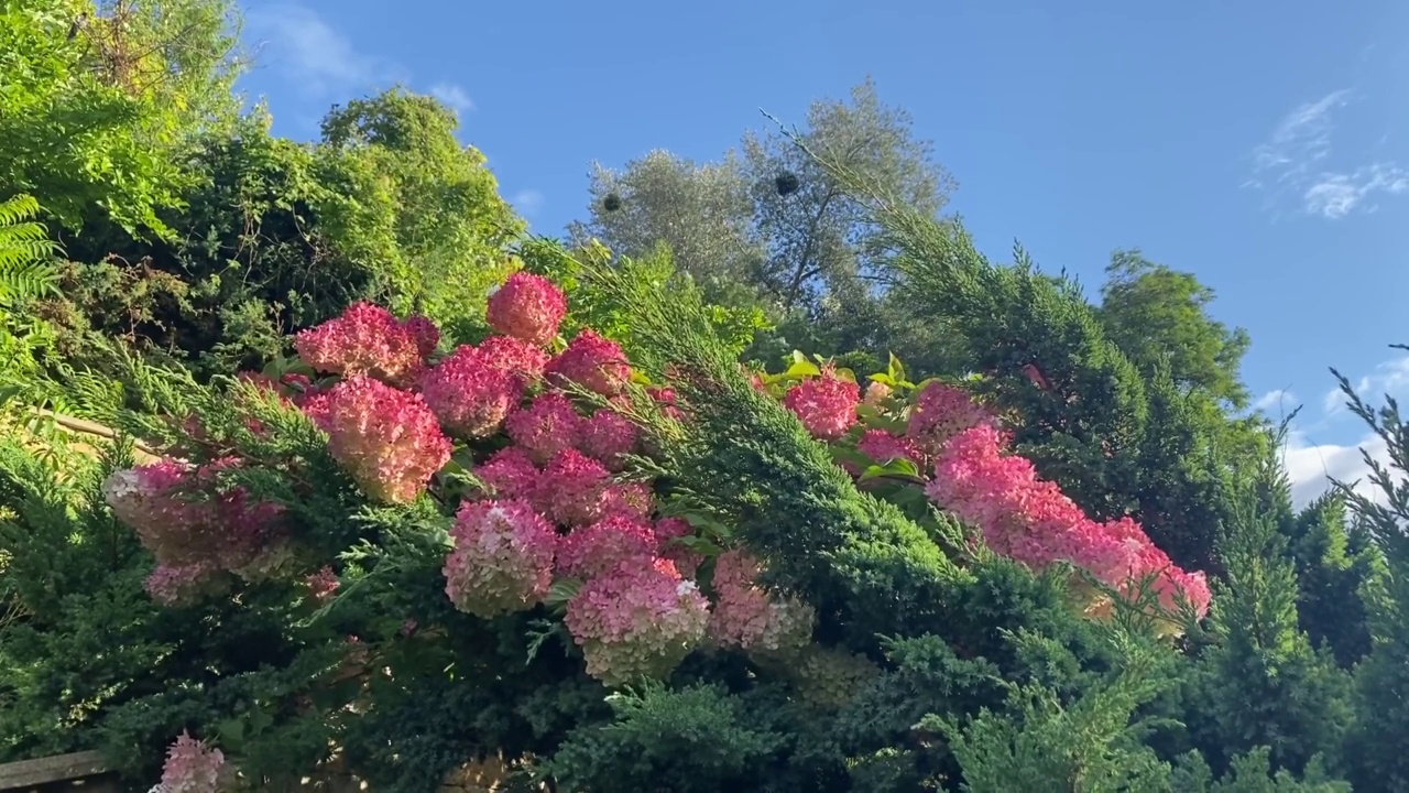 神火绣球花是常绿thuja枝干中的装饰观赏植物视频素材