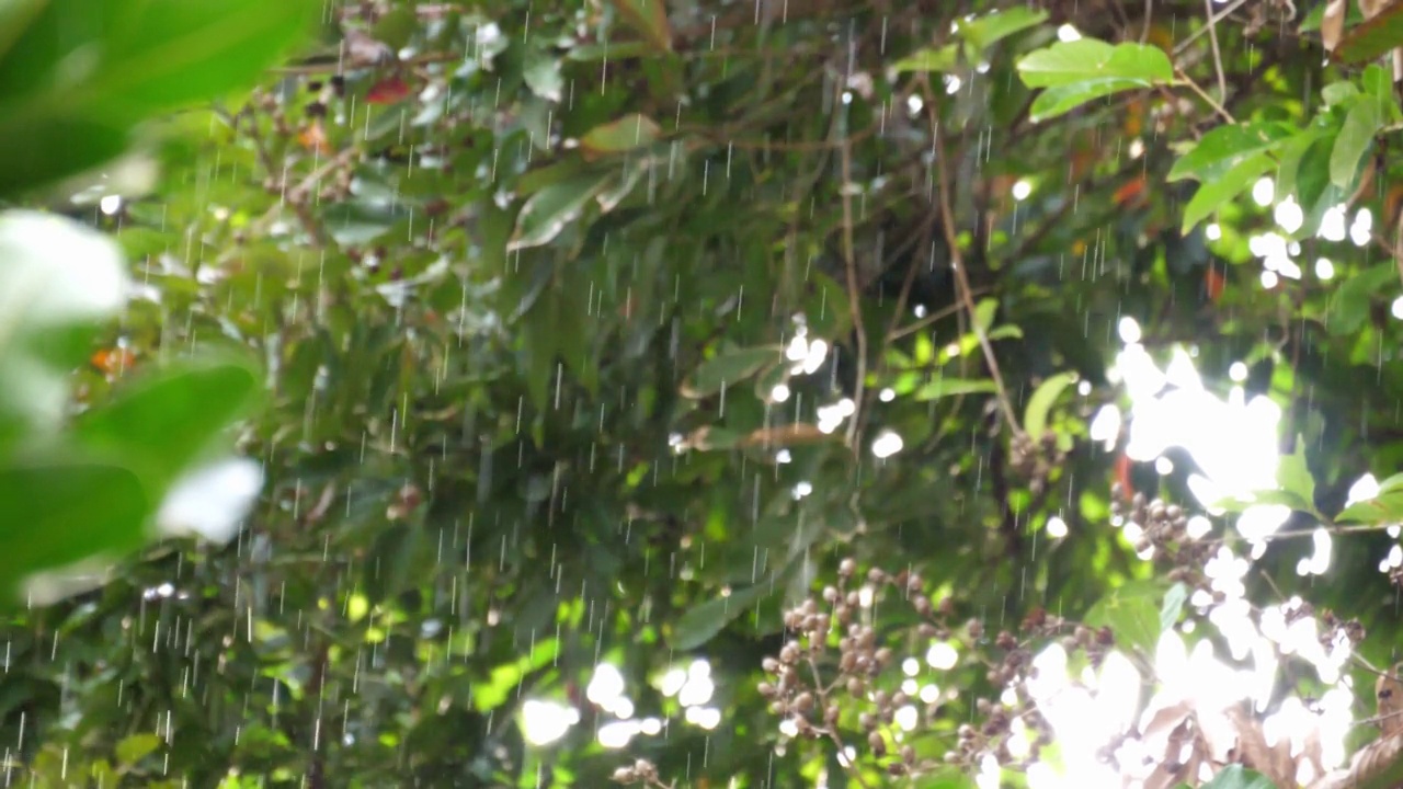 慢动作速度模糊场景的浇雨与绿色的自然叶子的背景，糟糕的雨天，雨滴纹理的点图案，水滴在空气中流动的颗粒纹理。视频素材