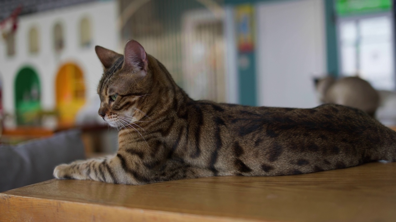 一只阿比西尼亚猫在桌子上爬行视频素材