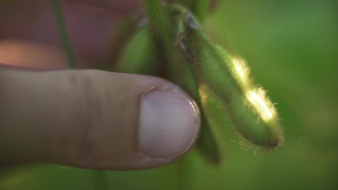 男人手里拿着大豆豆荚，大豆植物在阳光的背景下——农业企业视频素材